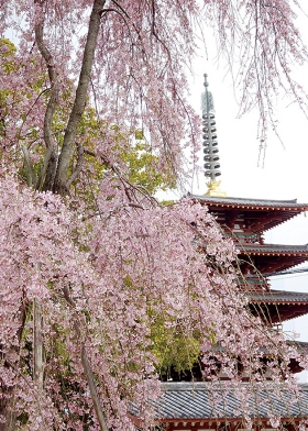 四天王寺桜02web.jpg