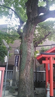安倍晴明神社のクスノキ.jpg