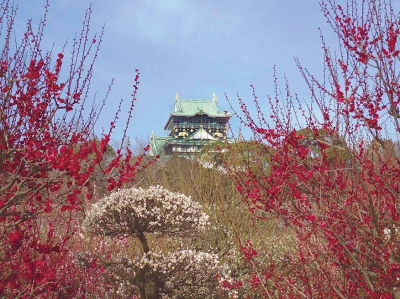 1502大阪城の梅01.jpg