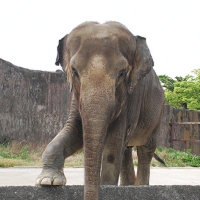 1508らくご動物園　ゾウ.jpg