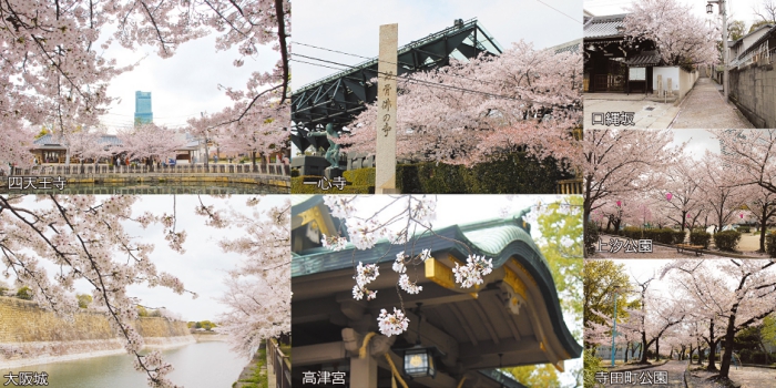 桜の名所フォト.jpg